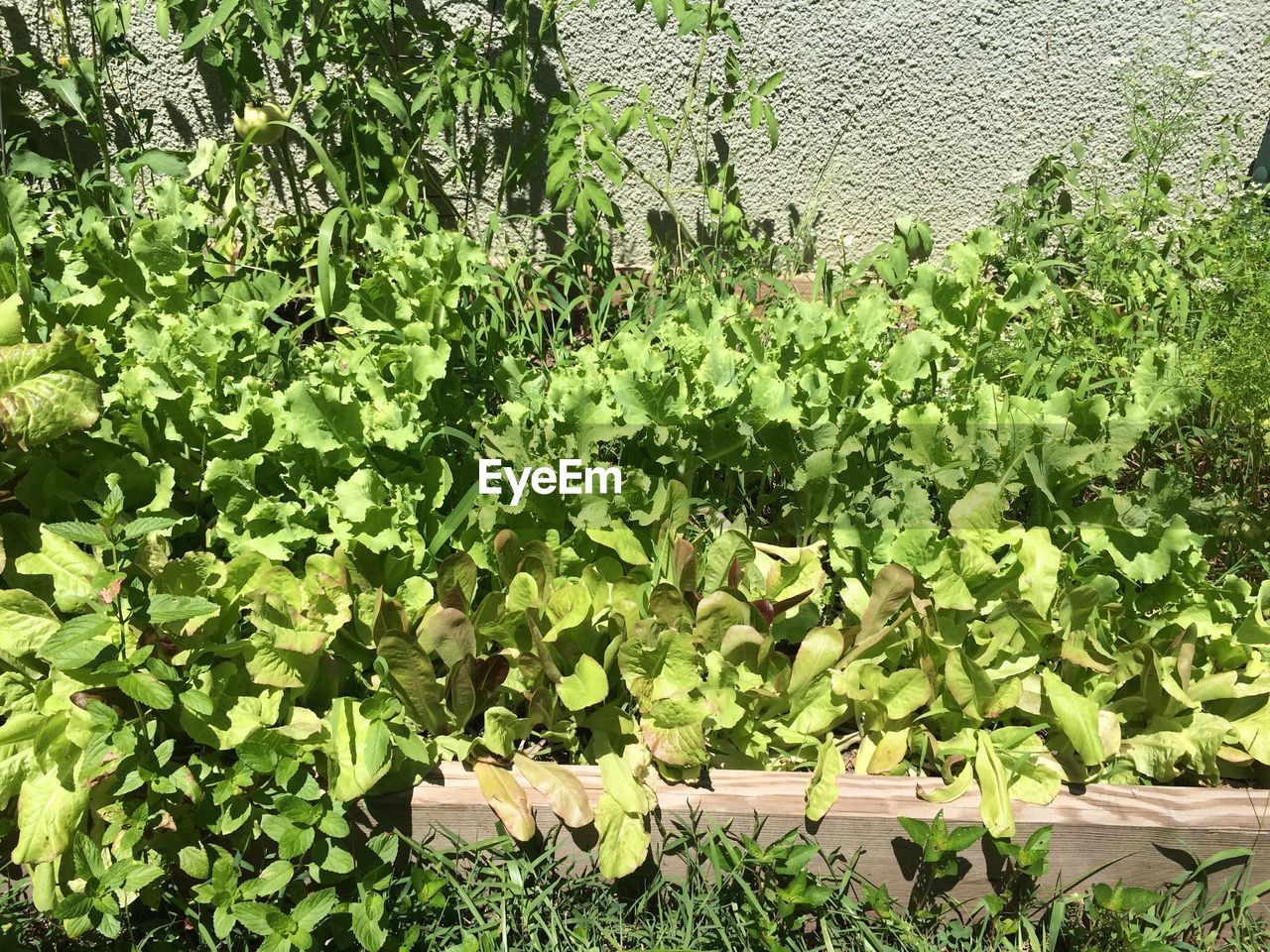 PLANTS GROWING ON TREE