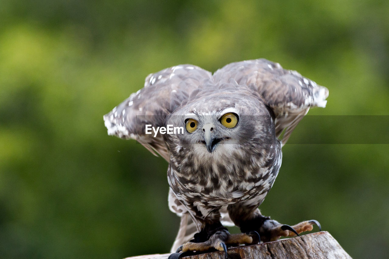 CLOSE-UP PORTRAIT OF OWL PERCHING ON BRANCH