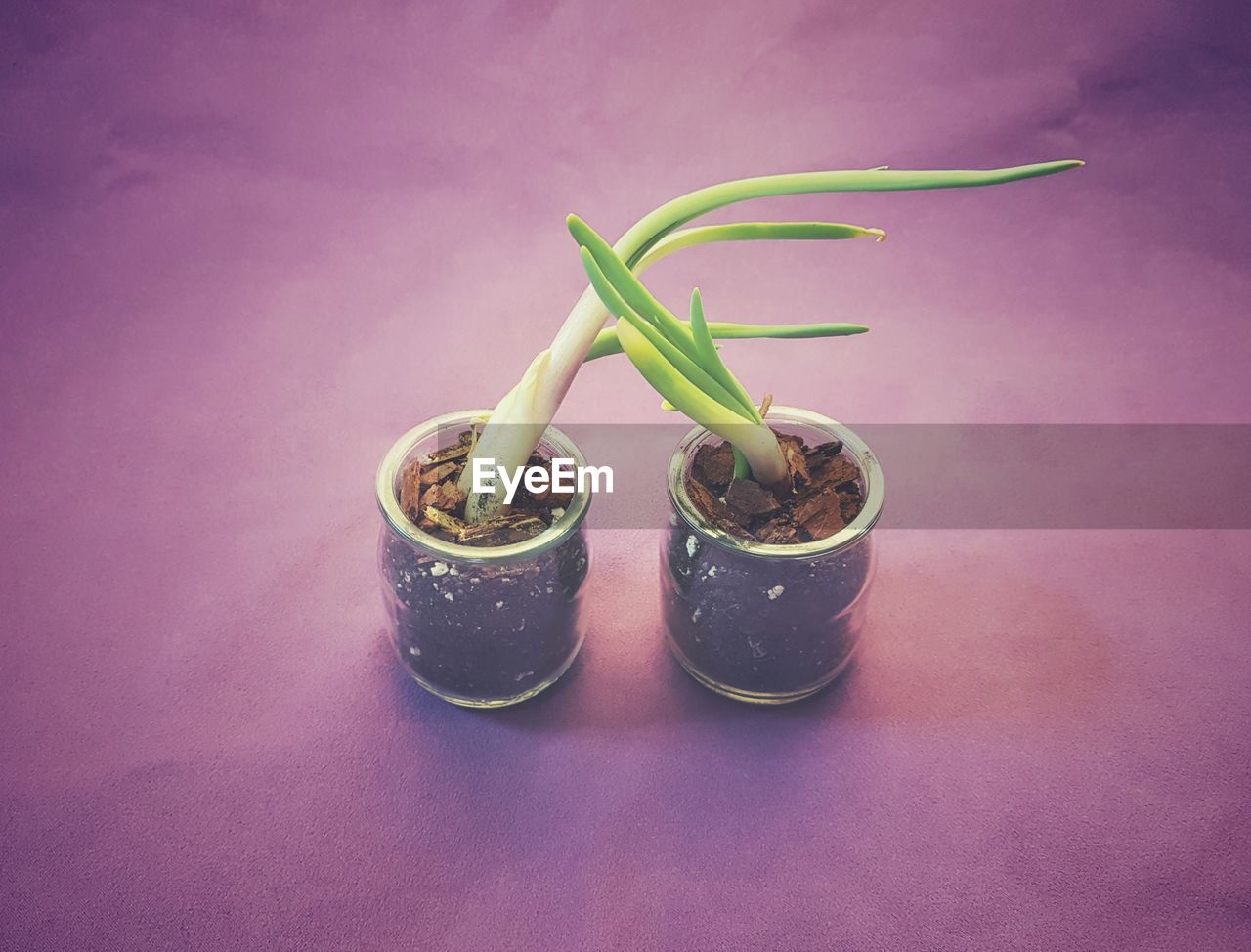 CLOSE-UP OF POTTED PLANT