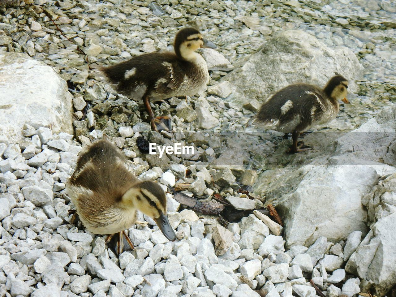 HIGH ANGLE VIEW OF DUCKLINGS IN WATER