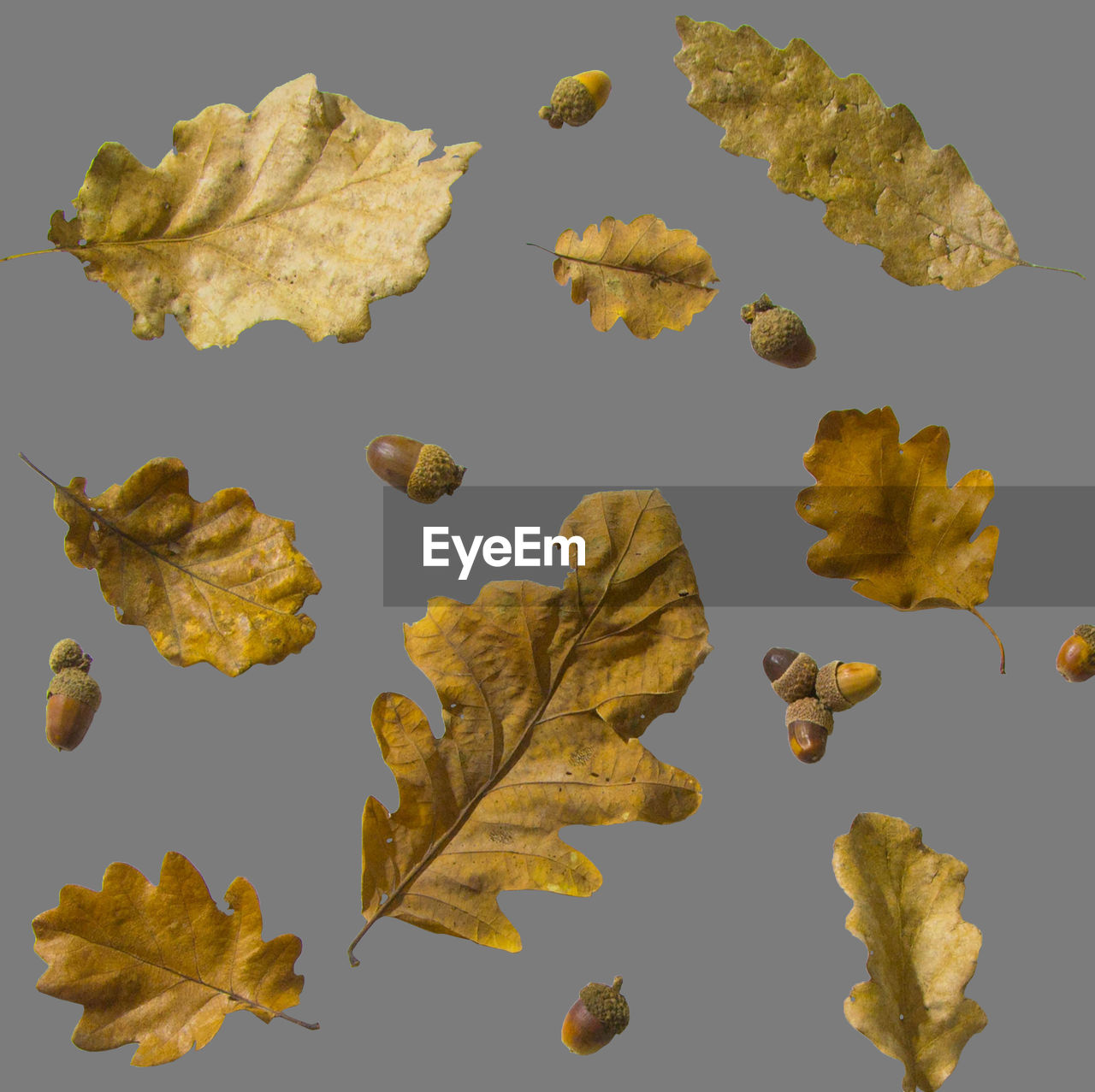 HIGH ANGLE VIEW OF DRIED LEAVES ON YELLOW BACKGROUND