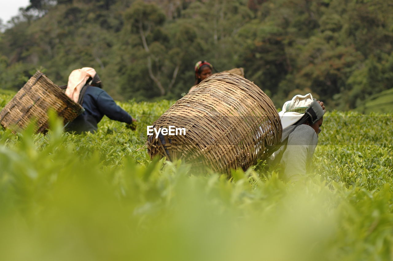 FULL LENGTH OF MAN WEARING BASKET IN FIELD