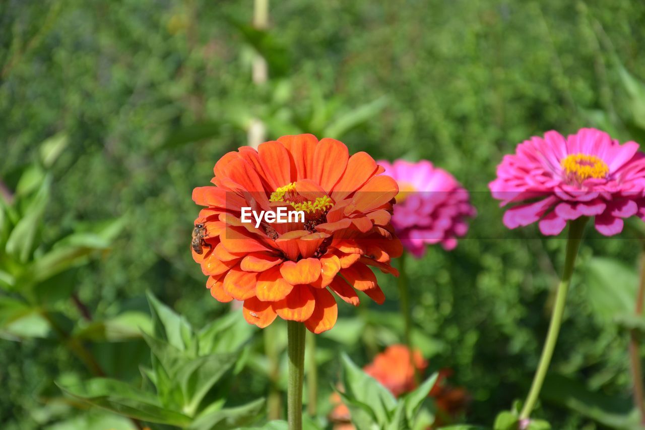 CLOSE-UP OF ORANGE FLOWERS