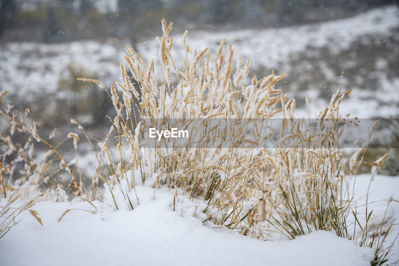 SNOW COVERED PLANTS ON LAND