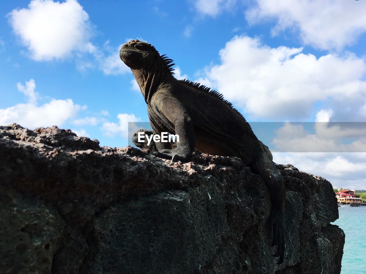 LOW ANGLE VIEW OF OWL PERCHING ON ROCK AGAINST SKY