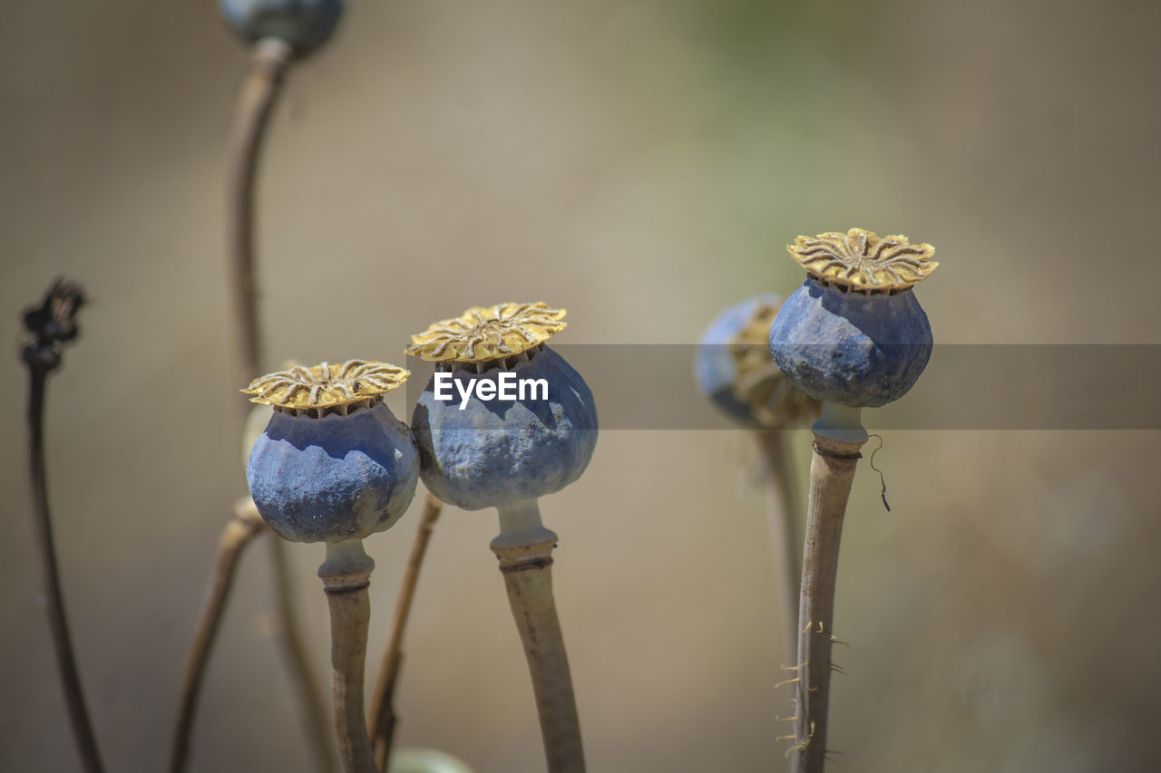 Close-up of opium poppies