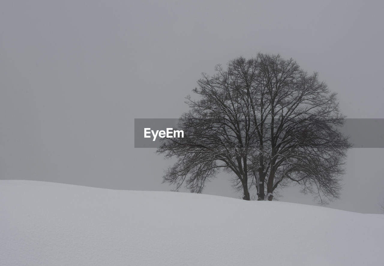 BARE TREES ON SNOW COVERED LANDSCAPE AGAINST CLEAR SKY