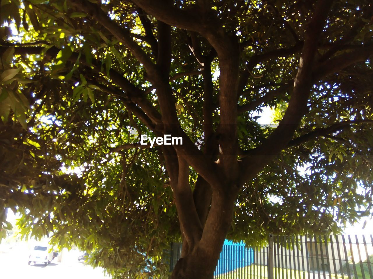 LOW ANGLE VIEW OF BRANCHES AGAINST SKY