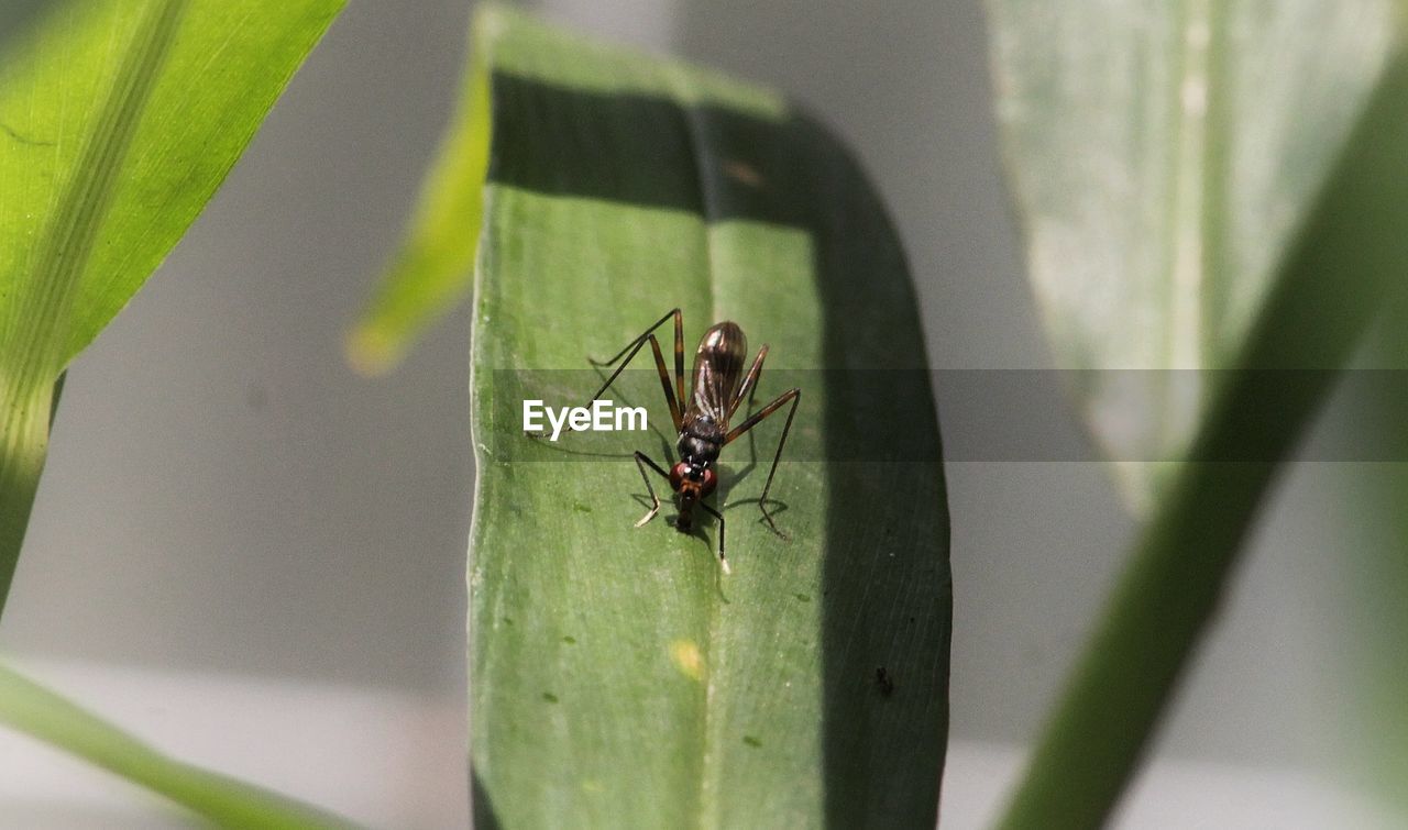 Close-up of insect on leaf