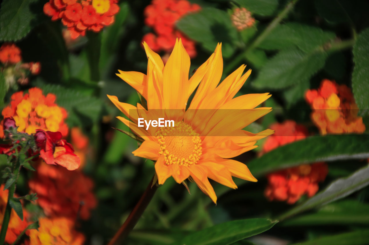 CLOSE-UP OF FLOWER BLOOMING OUTDOORS