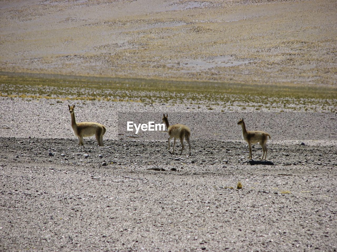 Three vicuna on the roadside. chilean altiplano.