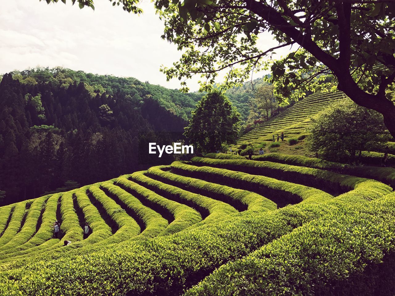 SCENIC VIEW OF AGRICULTURAL FIELD