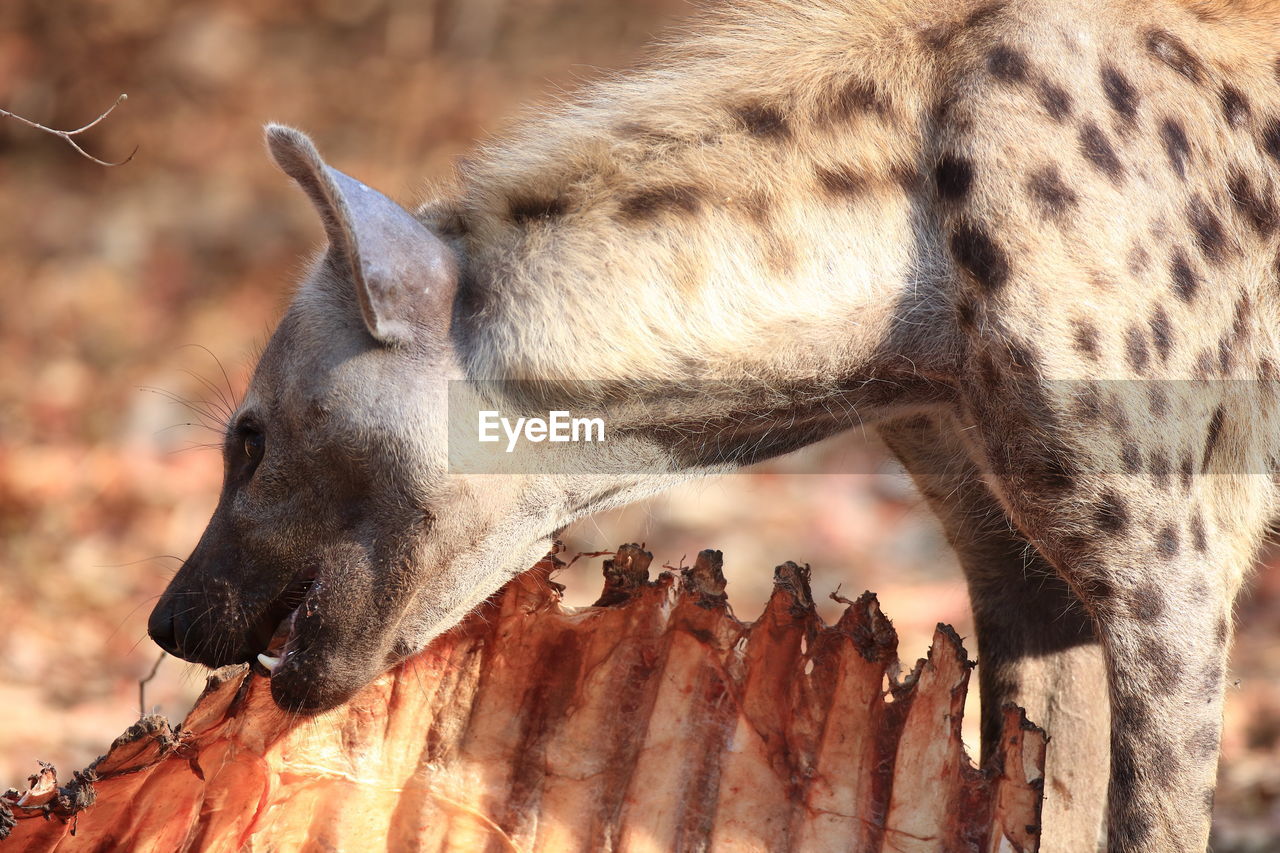 Hyena eating dead animal on sunny day