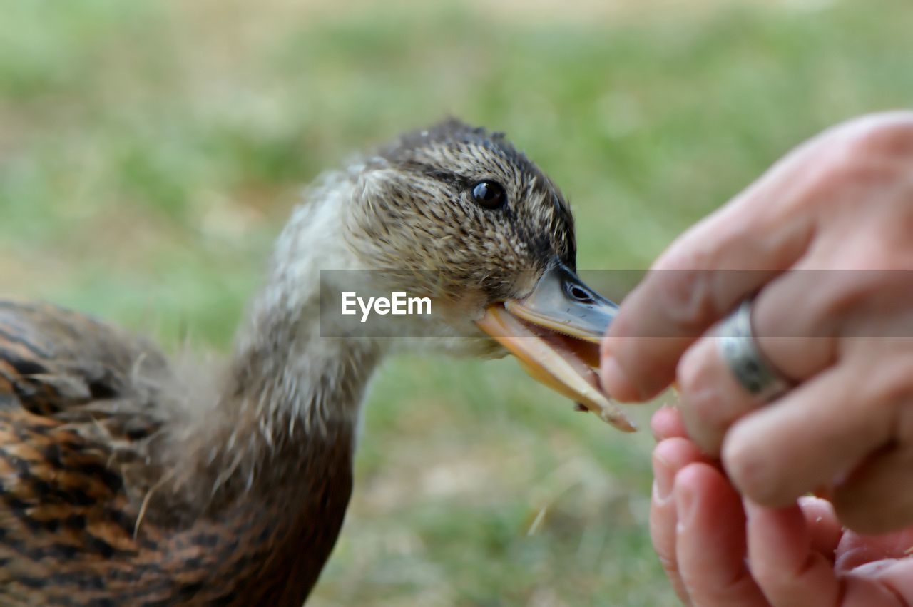 High angle view of young woman feeding duck outdoors