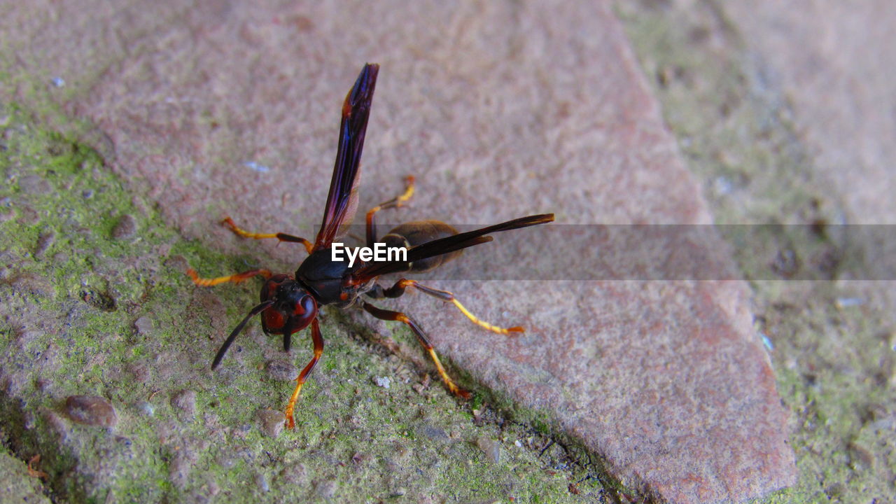 CLOSE-UP OF INSECT ON PLANT