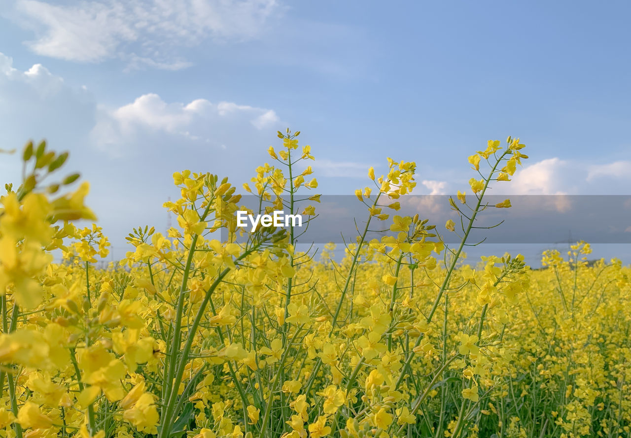 Scenic view of oilseed rape field against sky