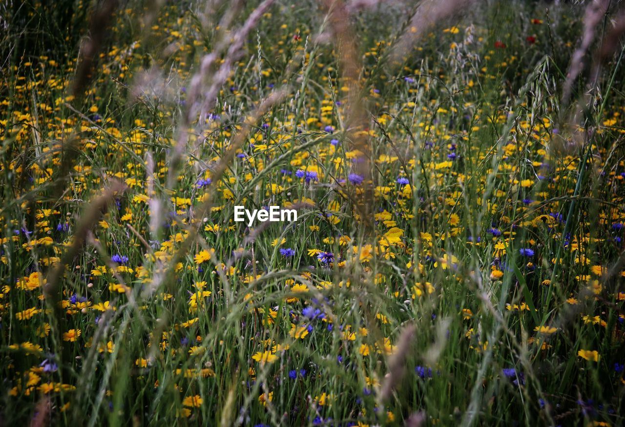 Close-up of yellow flowering plants on field