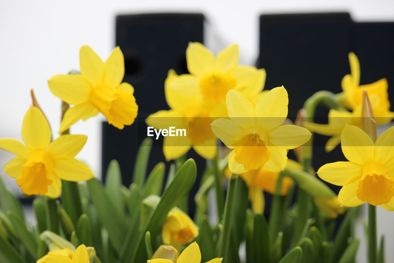 YELLOW FLOWERS BLOOMING OUTDOORS