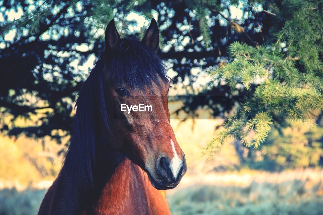 CLOSE-UP OF A HORSE IN THE FOREST