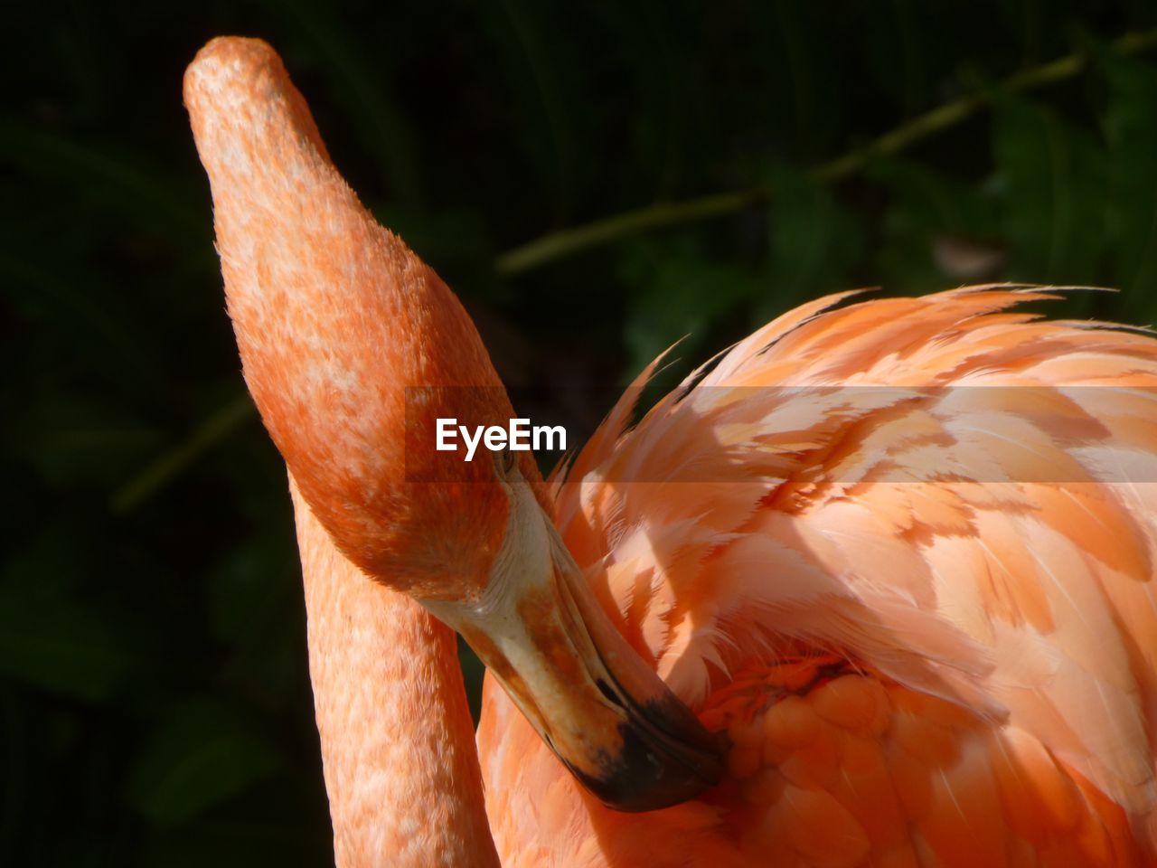 Close-up of a flamingo bird grooming 