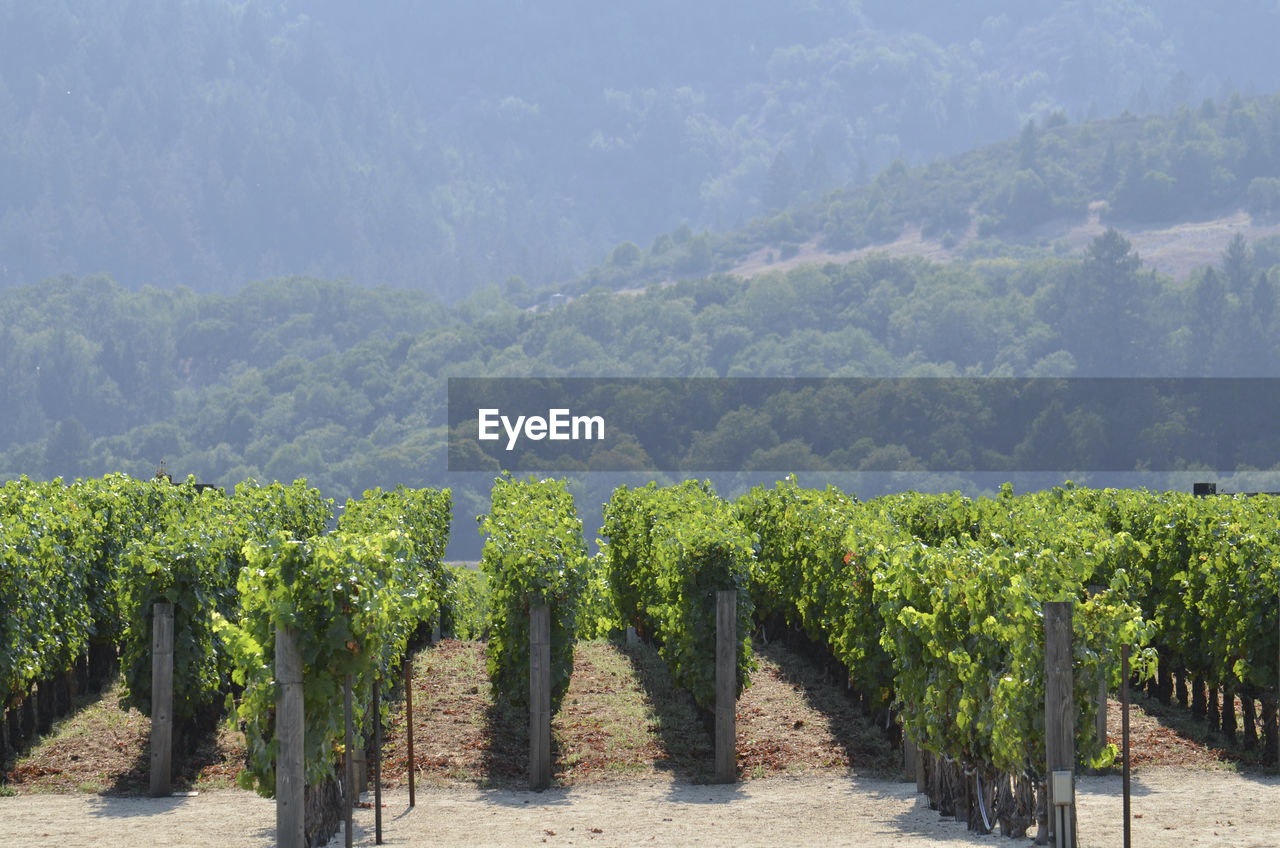 Panoramic view of a vineyard against the trees in california winery	
