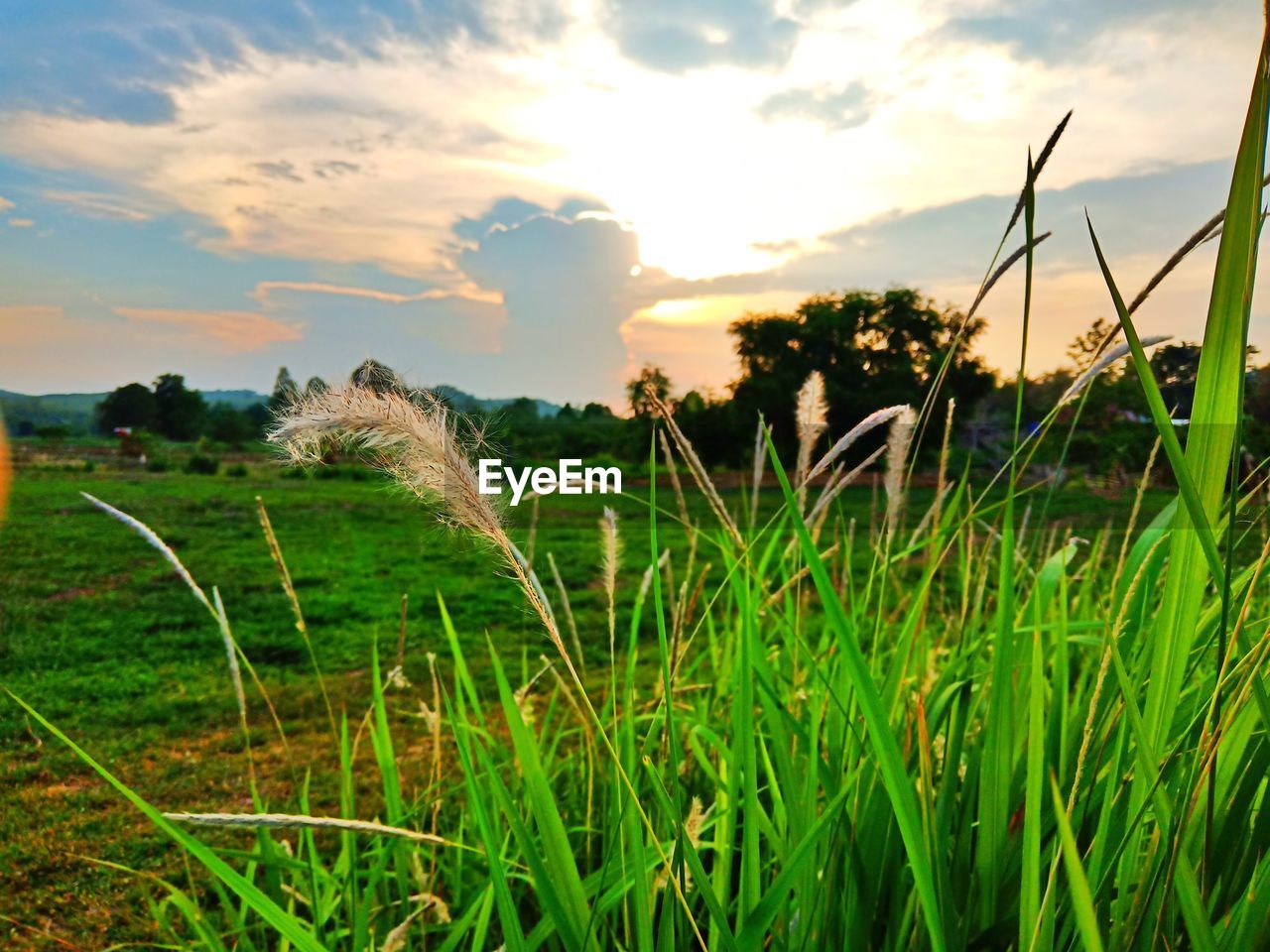 PLANTS GROWING ON FIELD AGAINST SKY