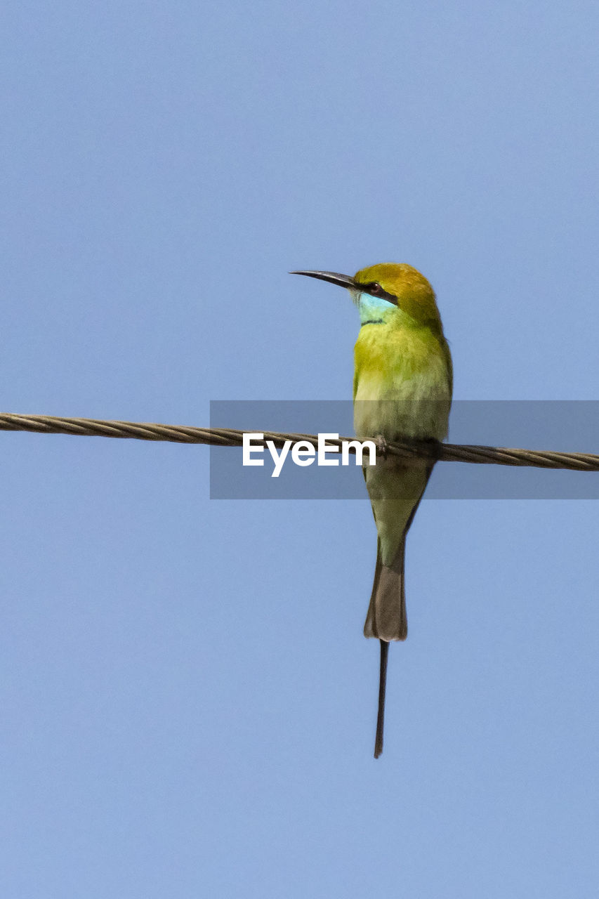 LOW ANGLE VIEW OF BIRD PERCHING ON CABLE