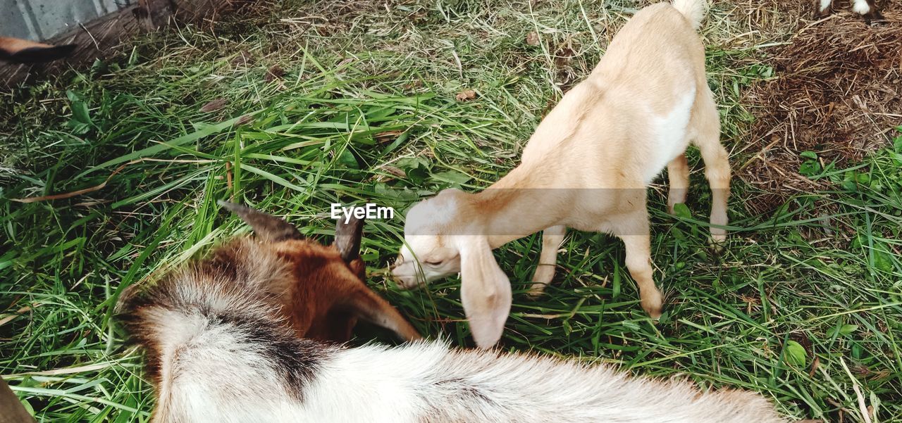 HIGH ANGLE VIEW OF HORSES ON FIELD