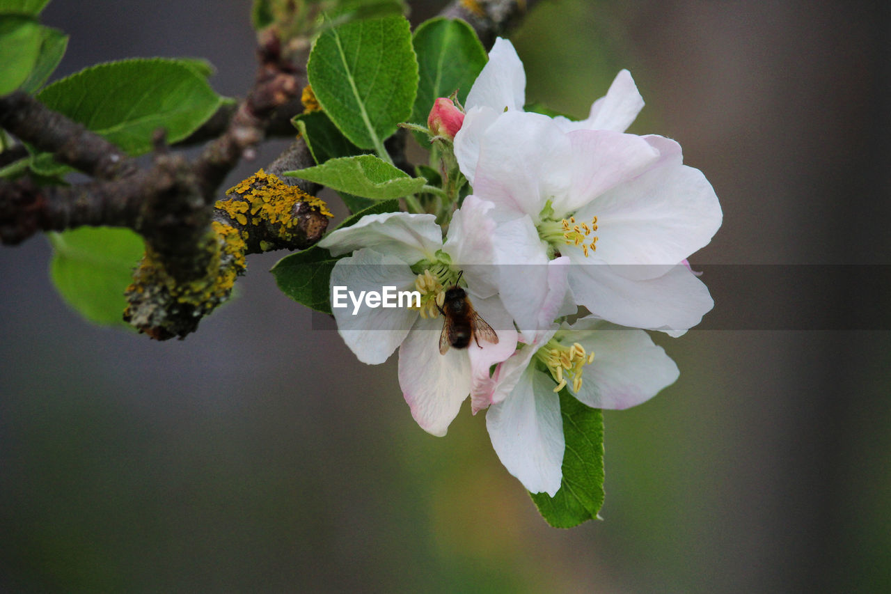 Flower Head Flower Springtime Close-up Apple Blossom Fruit Tree