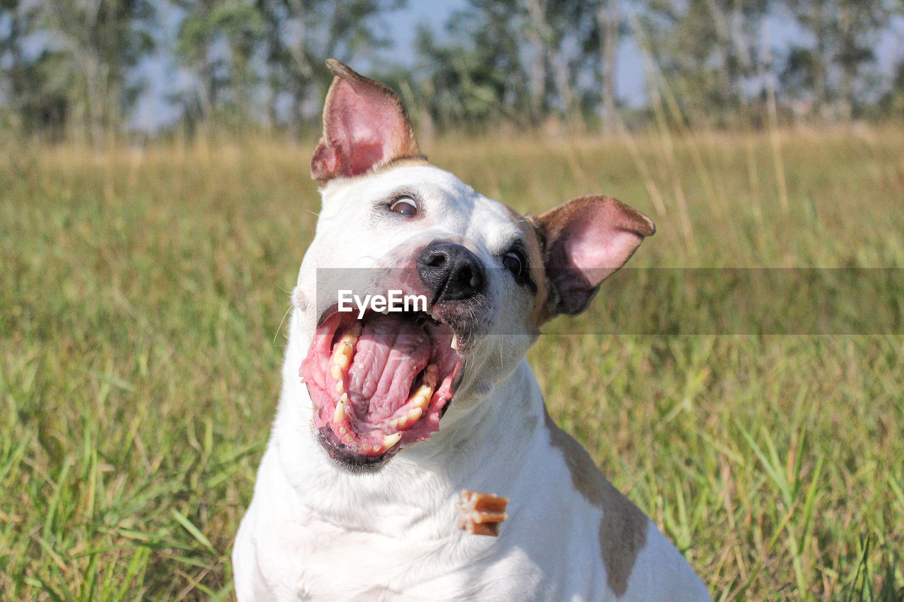 Close-up of dog catching food