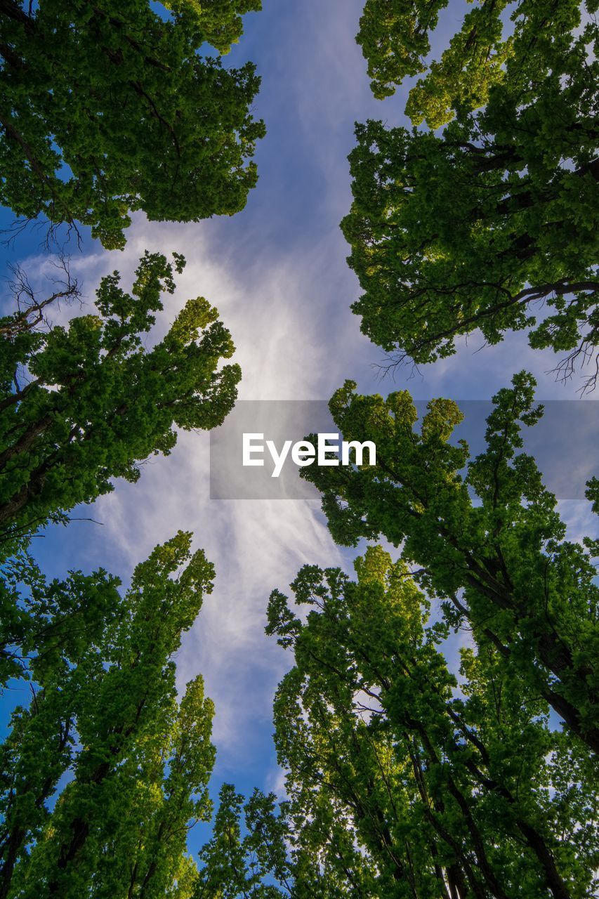 Low angle view of trees against sky