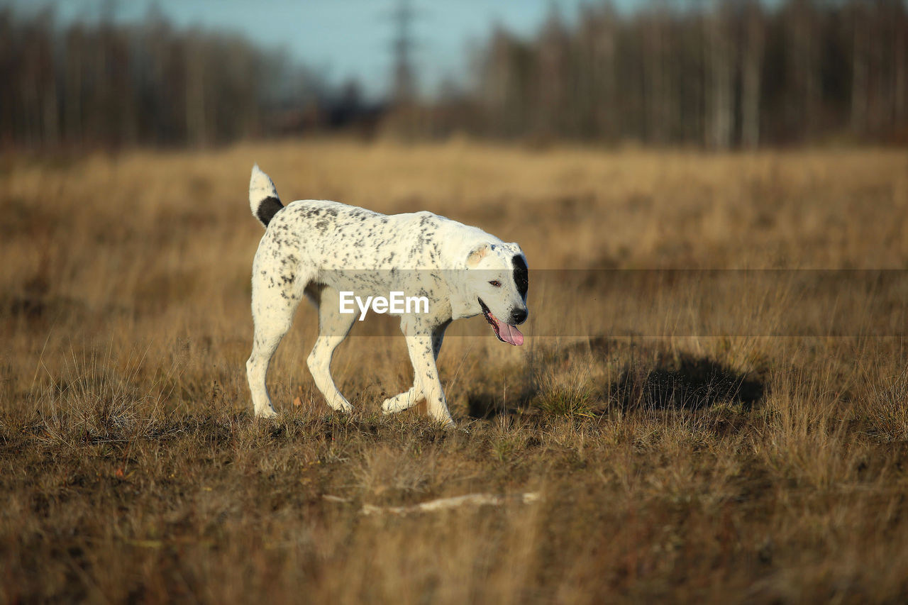 DOG STANDING ON FIELD