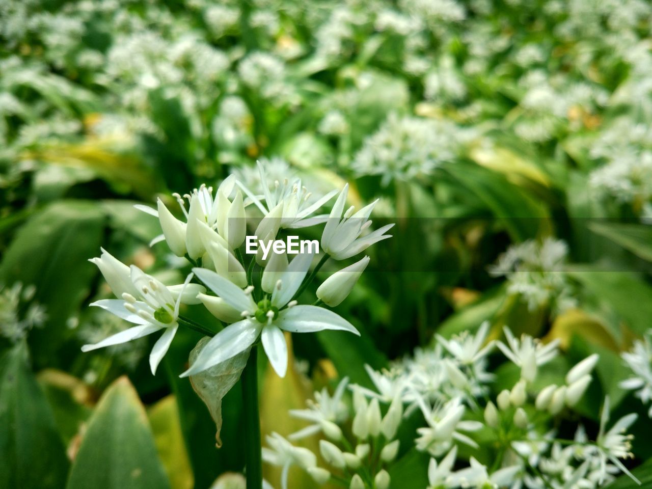 CLOSE-UP OF WHITE FLOWERS BLOOMING