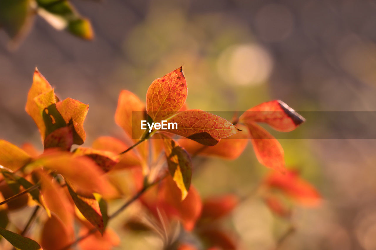 plant, leaf, plant part, autumn, beauty in nature, flower, nature, yellow, orange color, macro photography, tree, close-up, no people, red, branch, outdoors, growth, petal, focus on foreground, freshness, sunlight, selective focus, day, environment, tranquility, fragility, flowering plant, fruit, landscape, land