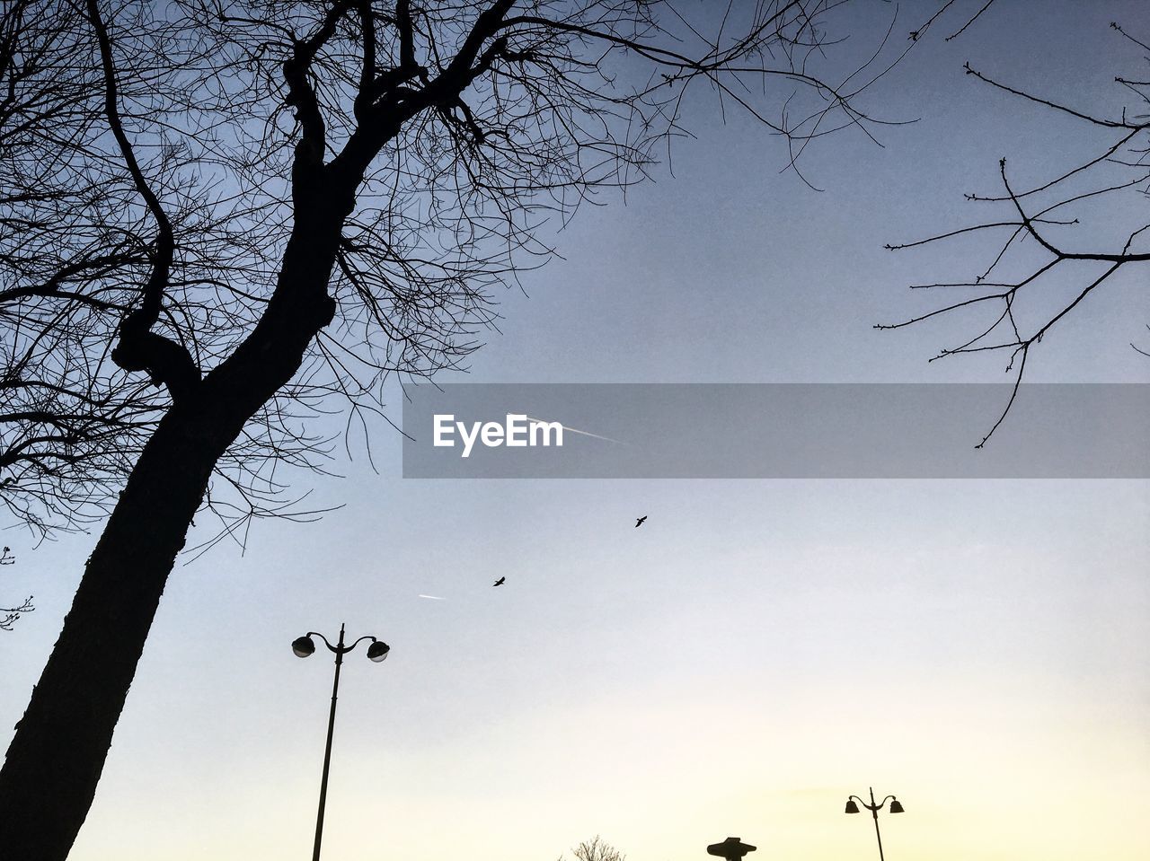 LOW ANGLE VIEW OF SILHOUETTE TREE AGAINST CLEAR SKY