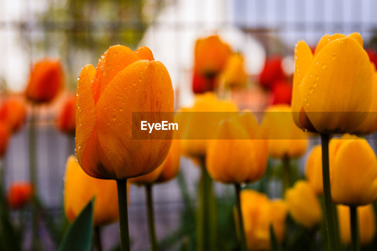 Close-up of orange tulips