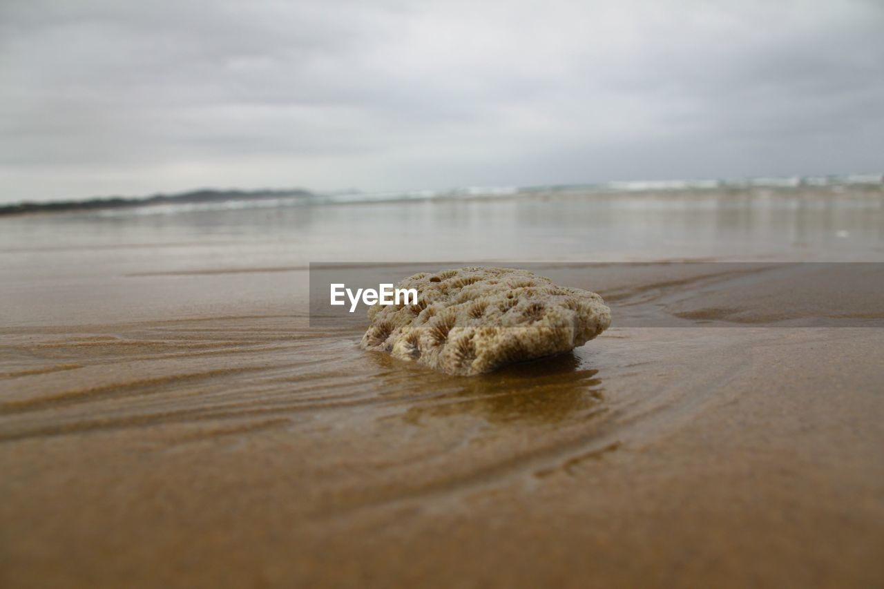 Close-up of rock on shore at beach