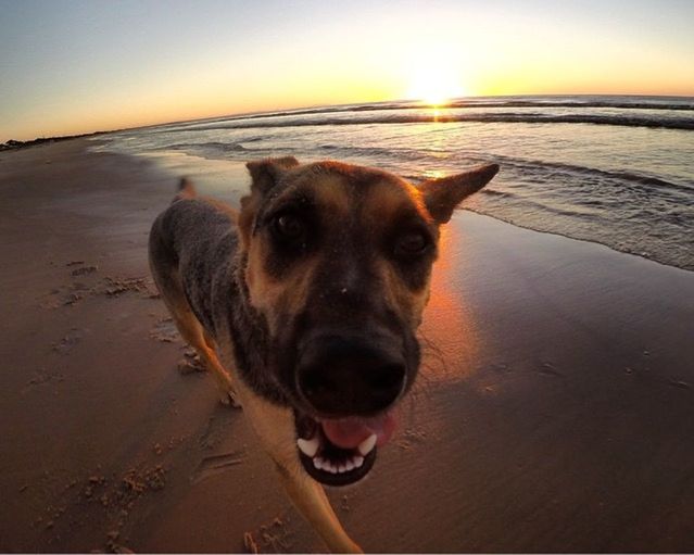 DOG STANDING ON BEACH AT SUNSET