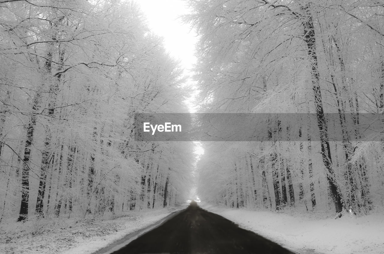 Road amidst trees against sky during winter