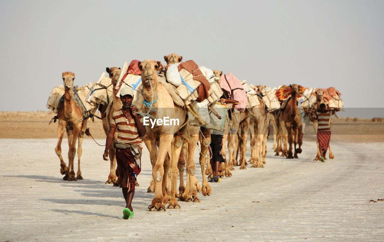 Men walking with camels in desert against clear sky