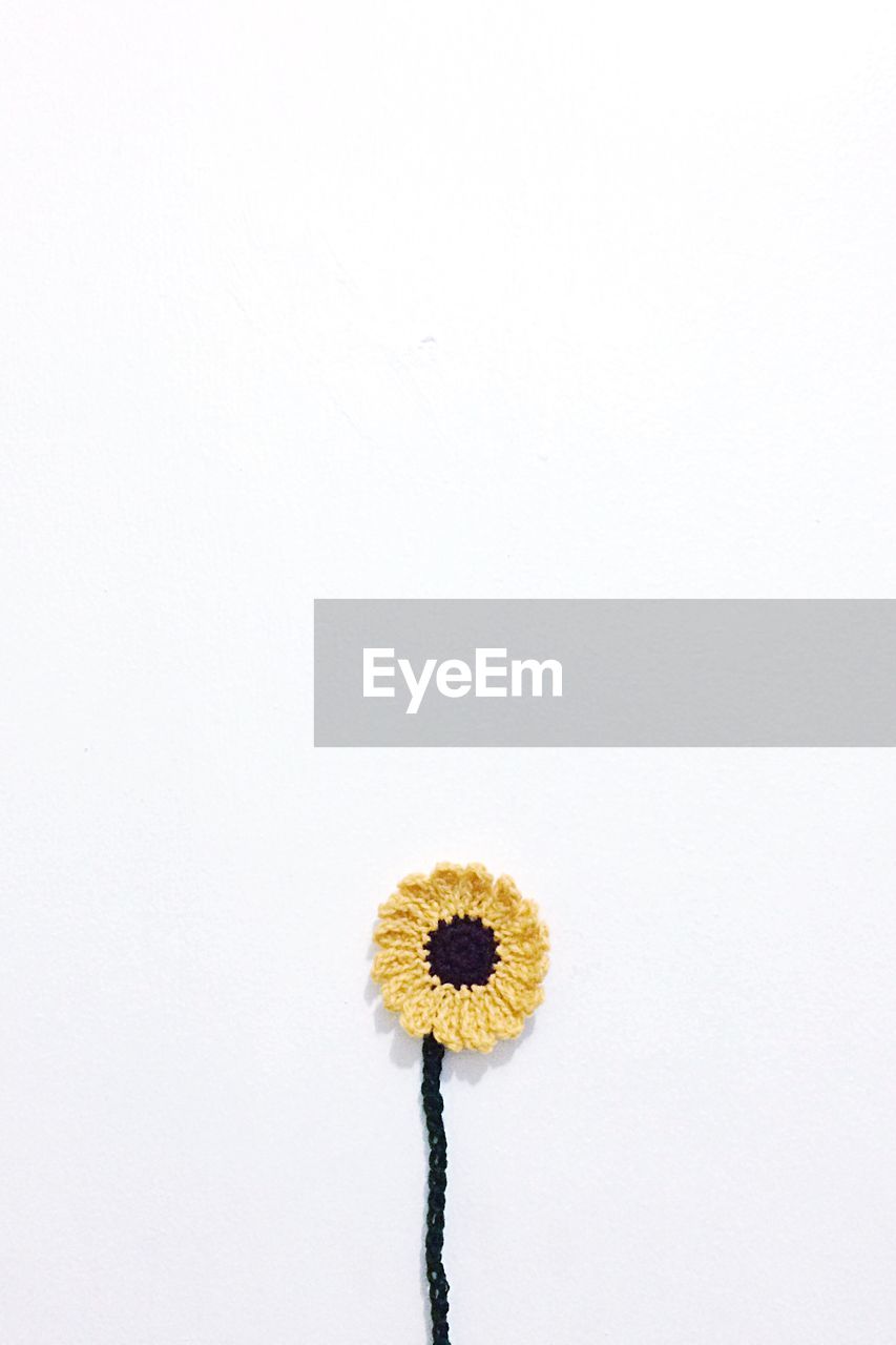 CLOSE-UP OF FLOWERS AGAINST WHITE BACKGROUND