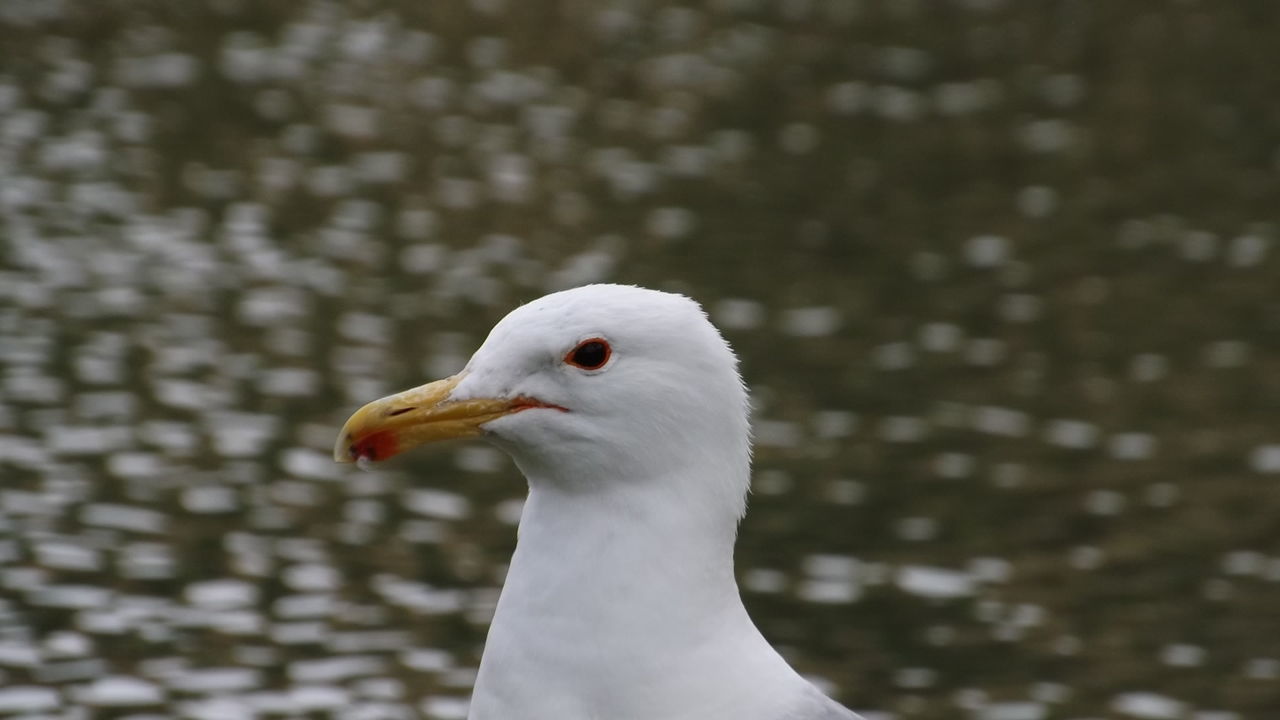 CLOSE-UP OF WHITE SWAN ON ROCK