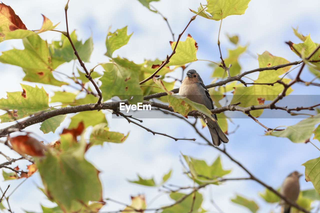 low angle view of bird perching on tree against clear sky