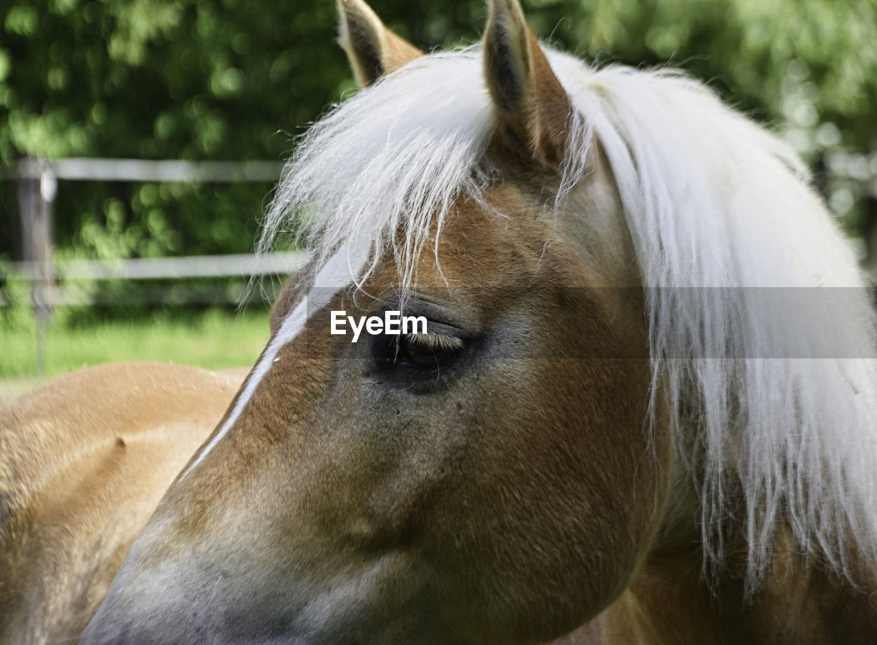 horse, animal themes, animal, mammal, mane, domestic animals, animal wildlife, livestock, one animal, pet, stallion, mare, animal body part, animal head, close-up, mustang horse, working animal, no people, halter, nature, day, herbivorous, outdoors, focus on foreground, animal hair, brown, portrait, agriculture