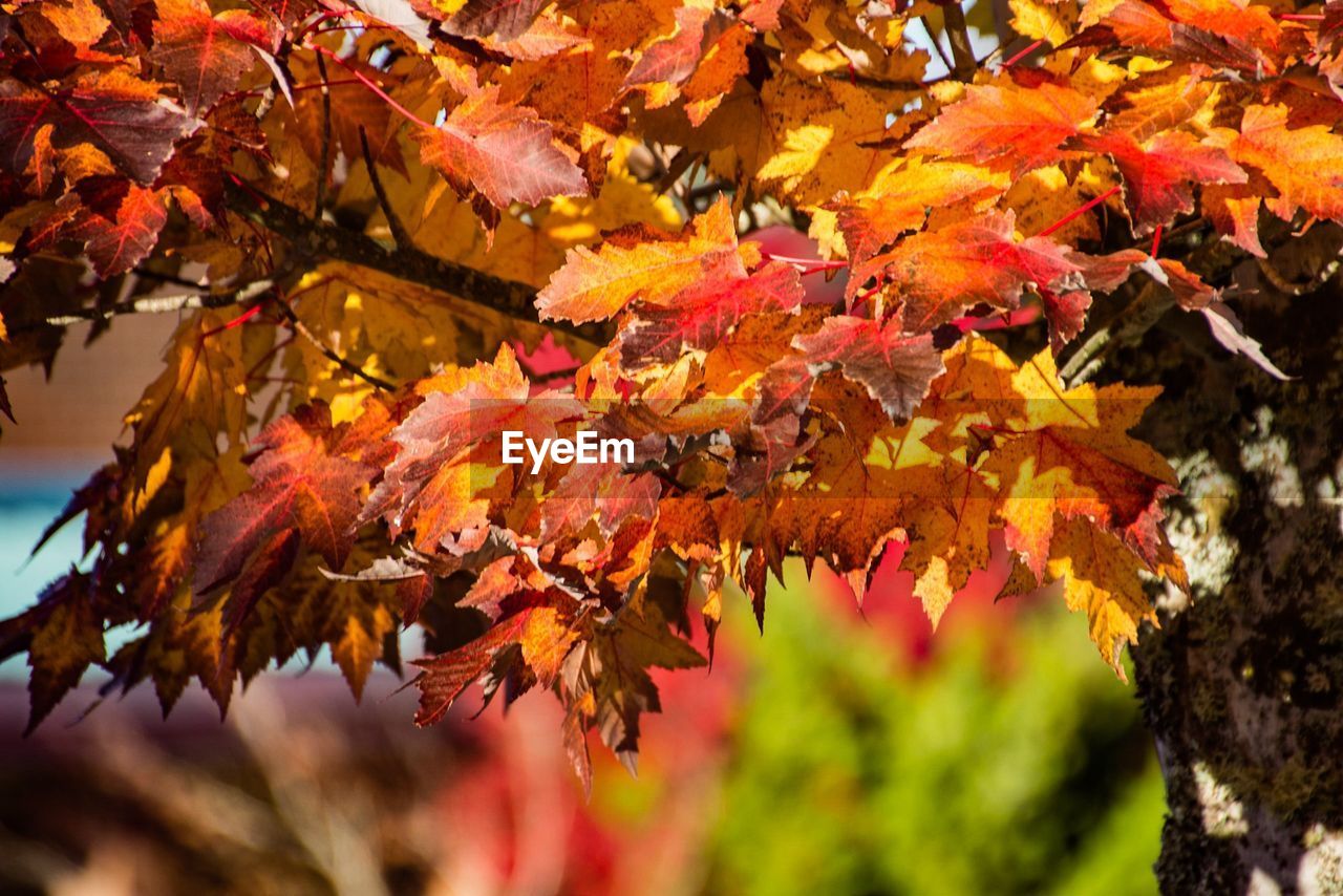 CLOSE-UP OF MAPLE LEAVES ON BRANCH