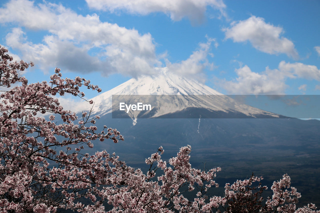 Scenic view of mount fuji and cherry blossom