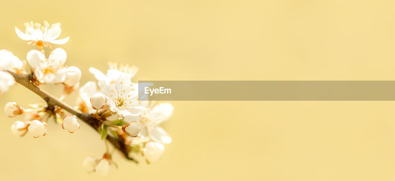 CLOSE-UP OF WHITE CHERRY BLOSSOMS