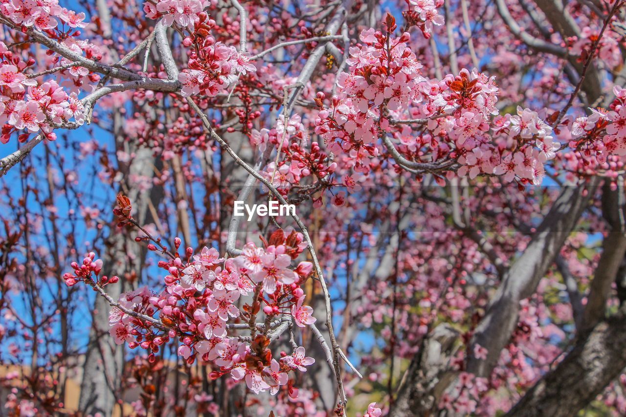 Close-up of pink flowers on tree