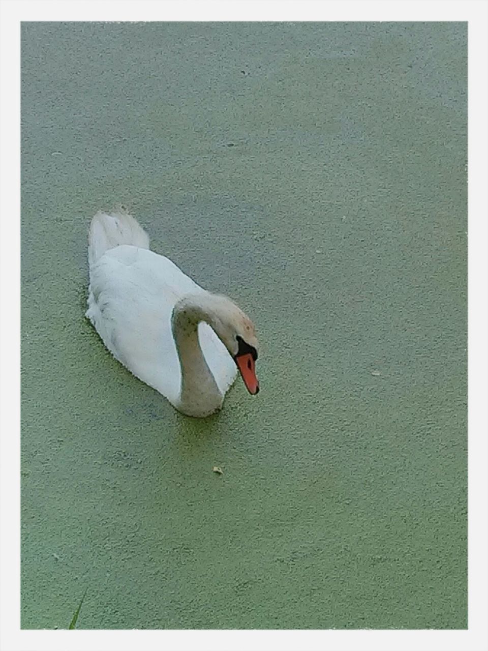 CLOSE-UP OF BIRDS IN WATER