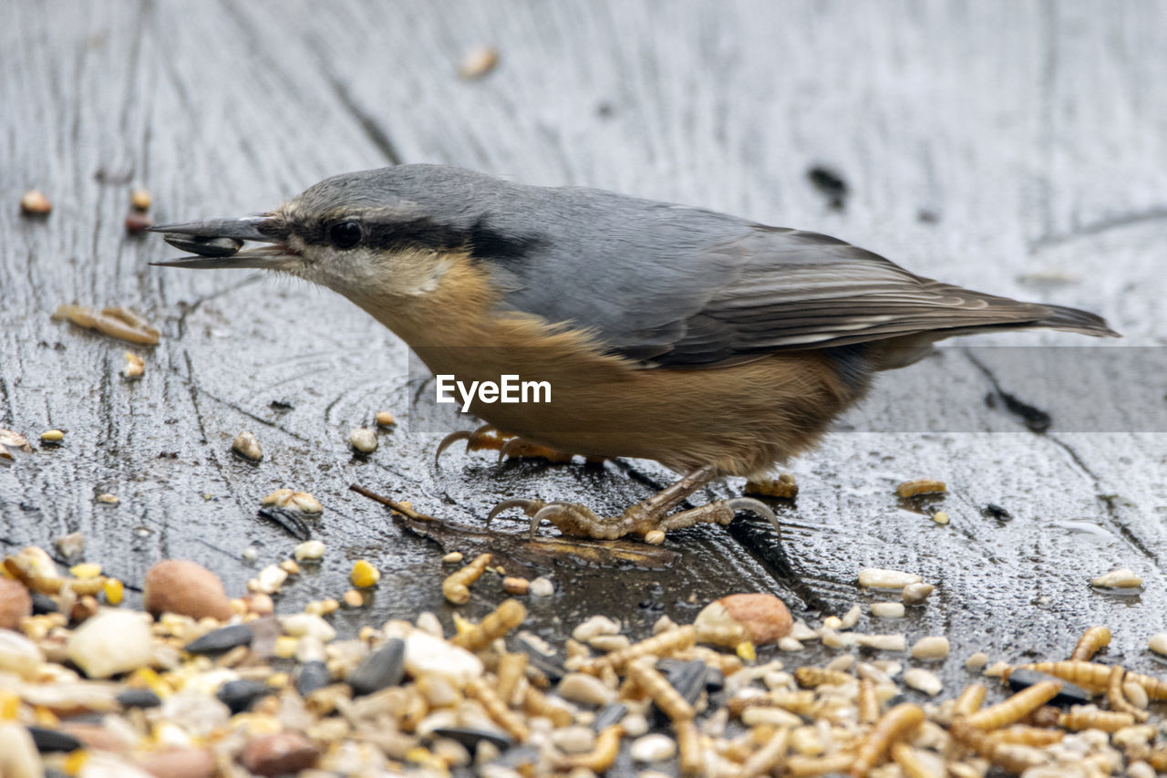 A close-up of a nuthatch choosing the sunflower kernel, perched feeding on a tree stump. 